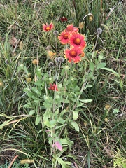 Gaillardia pulchella