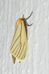 Spilosoma pelopea