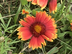 Gaillardia pulchella