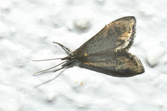 Pyrausta demantrialis