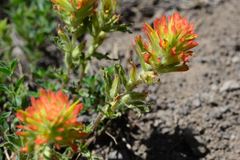 Castilleja applegatei breweri