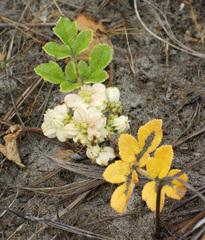 Glehnia littoralis