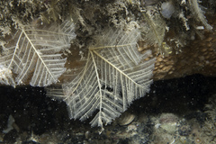 Polyplumaria flabellata