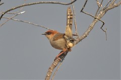 Cisticola nigriloris