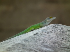 Anolis leachii