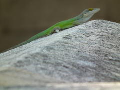 Anolis leachii