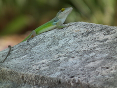 Anolis leachii