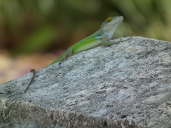 Anolis leachii