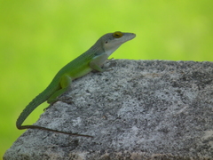 Anolis leachii