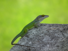 Anolis leachii