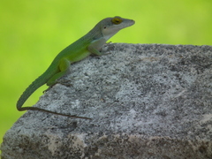 Anolis leachii