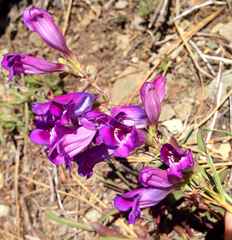 Penstemon speciosus