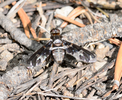 Exoprosopa dorcadion