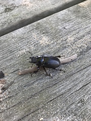 Lucanus placidus