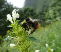 Bombus wurflenii