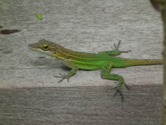 Anolis leachii