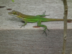 Anolis leachii