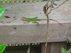 Anolis leachii