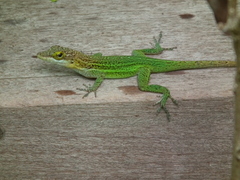 Anolis leachii