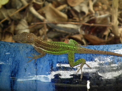 Anolis leachii