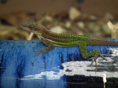 Anolis leachii