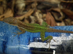 Anolis leachii