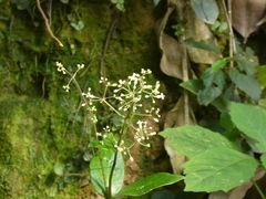 Hedyotis effusa