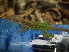 Anolis leachii