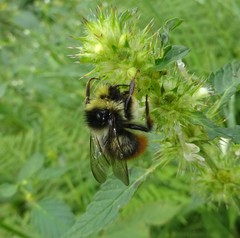 Bombus wurflenii