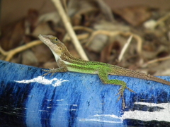 Anolis leachii