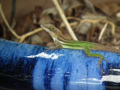 Anolis leachii