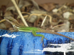 Anolis leachii