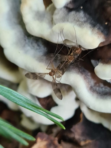 Ditomyia fasciata