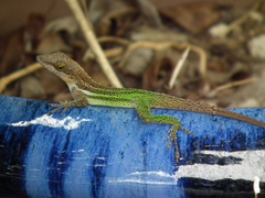 Anolis leachii