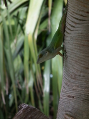 Anolis leachii