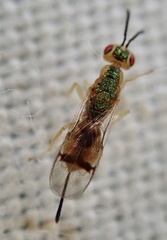 Bootanomyia