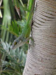 Anolis leachii