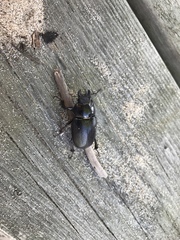 Lucanus placidus