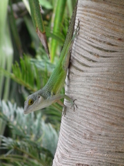 Anolis leachii