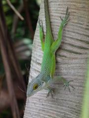 Anolis leachii