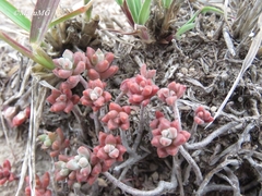 Sedum pacense