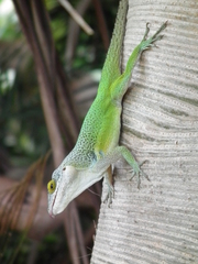 Anolis leachii