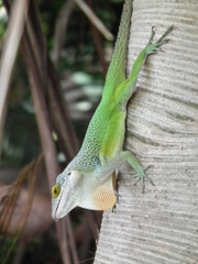 Anolis leachii