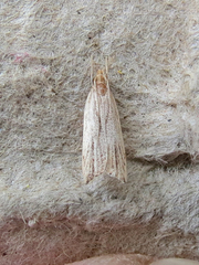 Helcystogramma