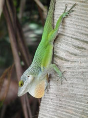 Anolis leachii