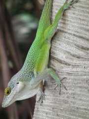Anolis leachii