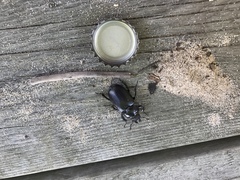 Lucanus placidus