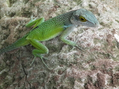 Anolis leachii