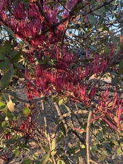 Tapinanthus rubromarginatus