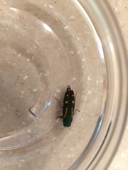 Buprestis rufipes